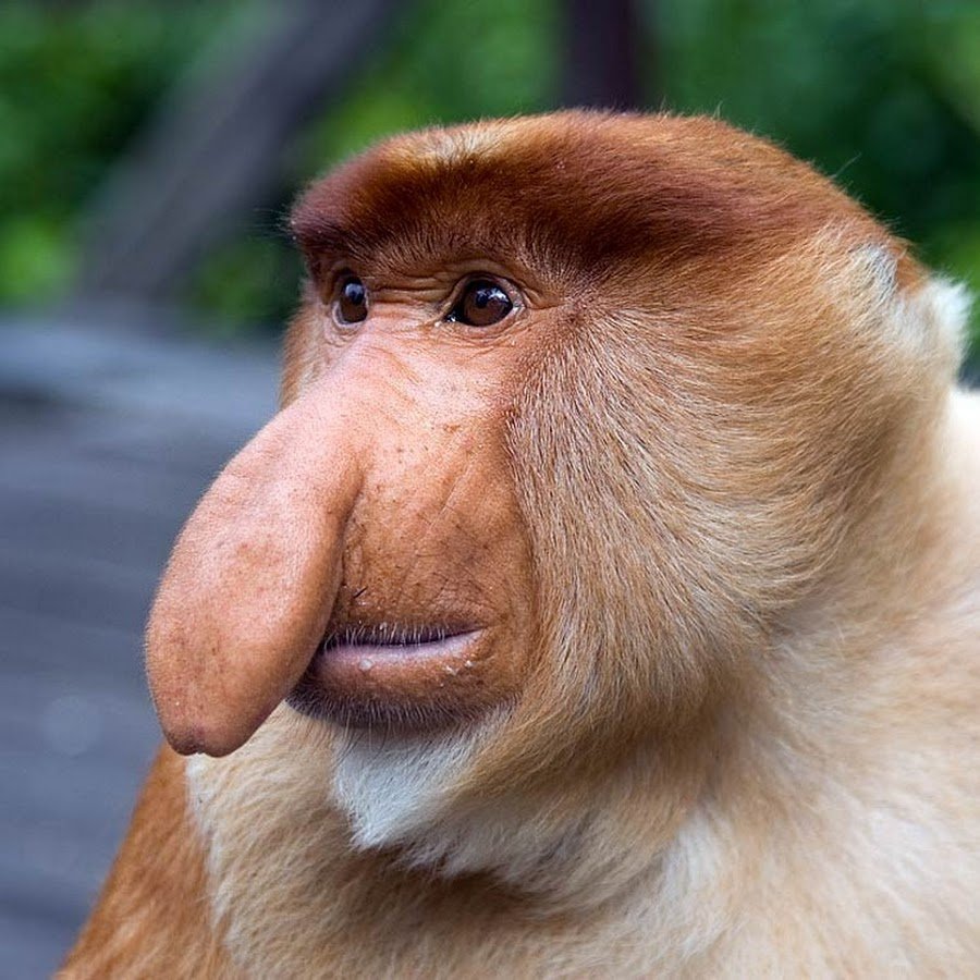 Смешные обезьяны