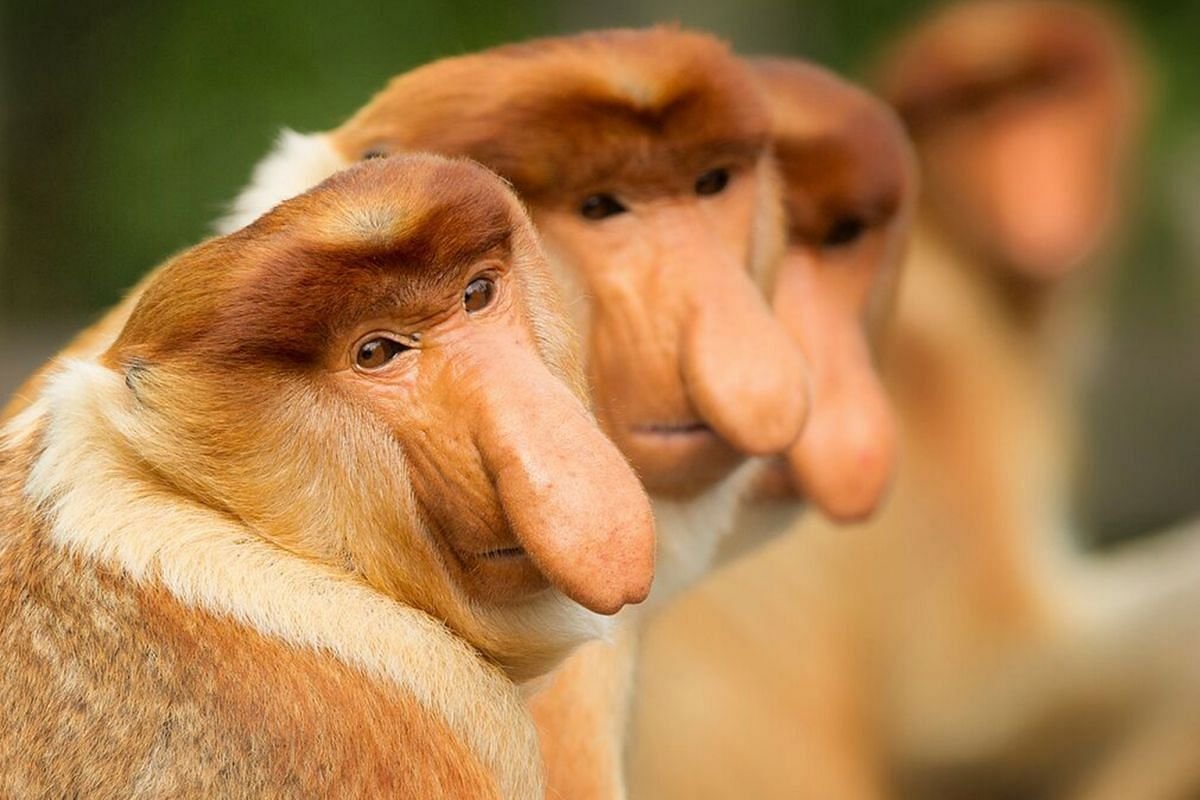 Тонкинский ринопитек