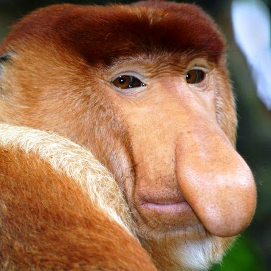 Макака носач павиан