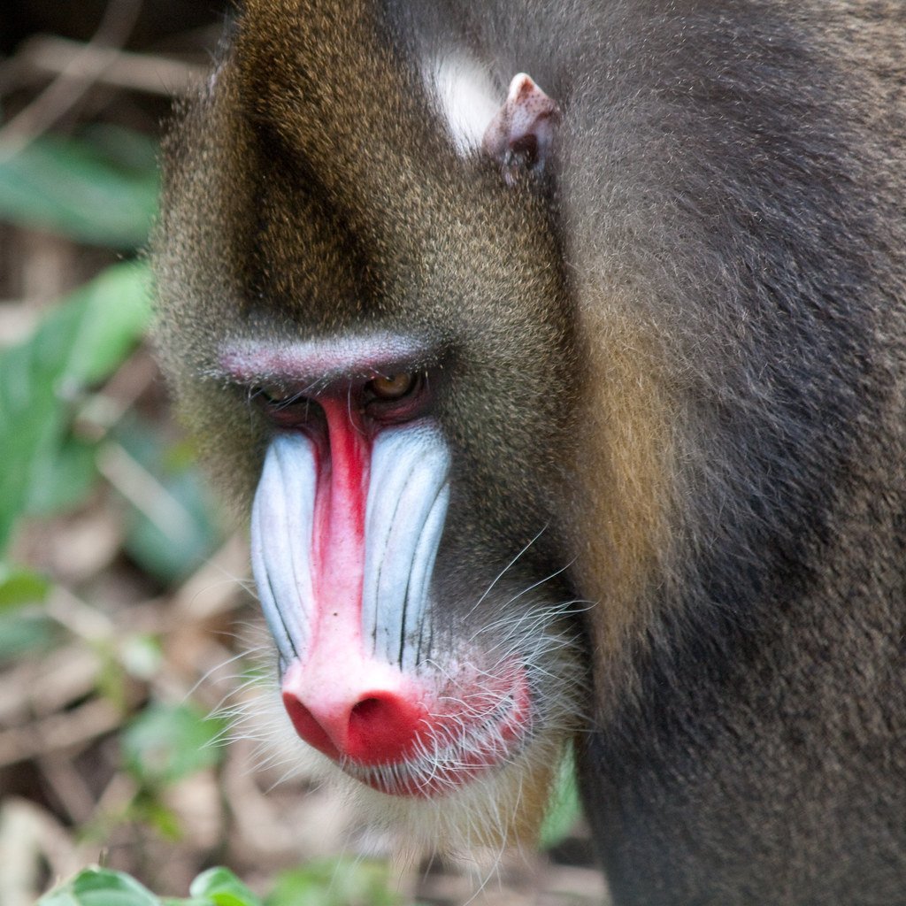 Макака Мандрил