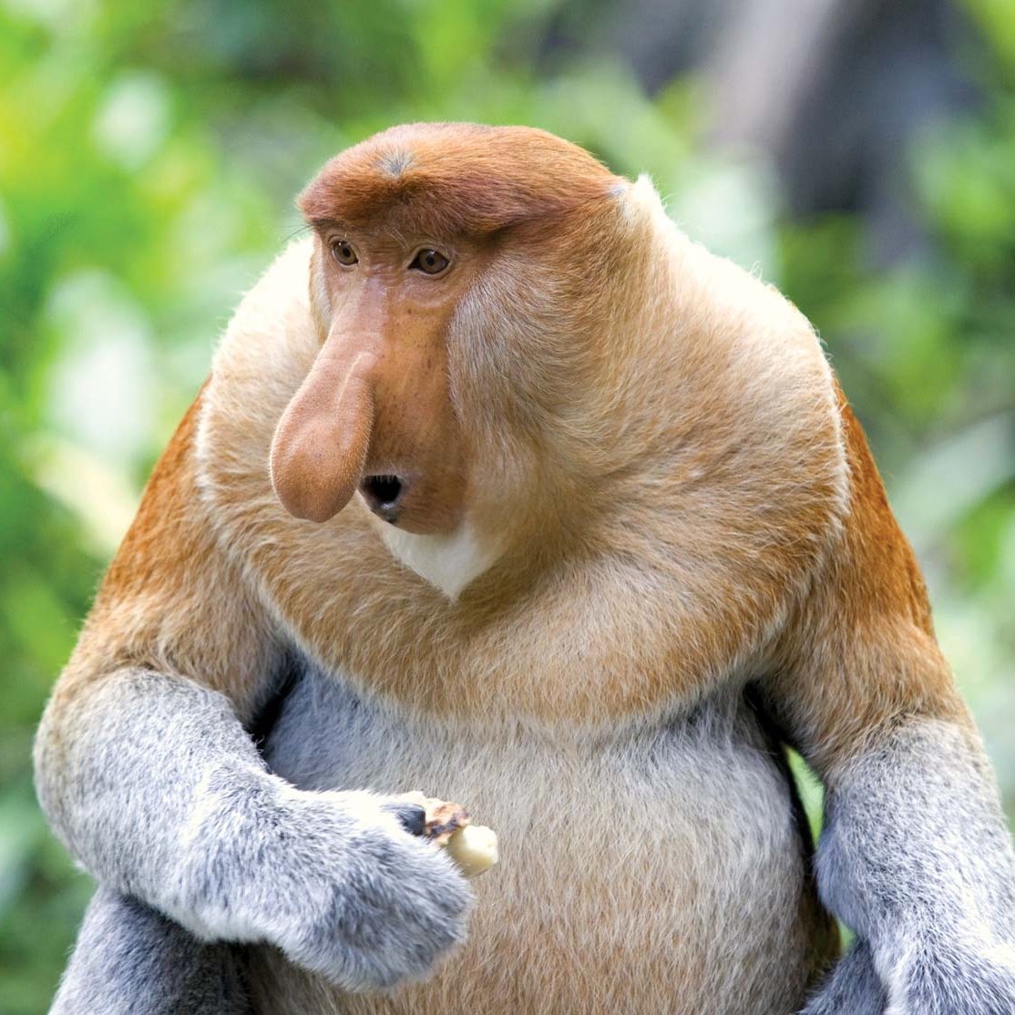 Обезьяна Леша