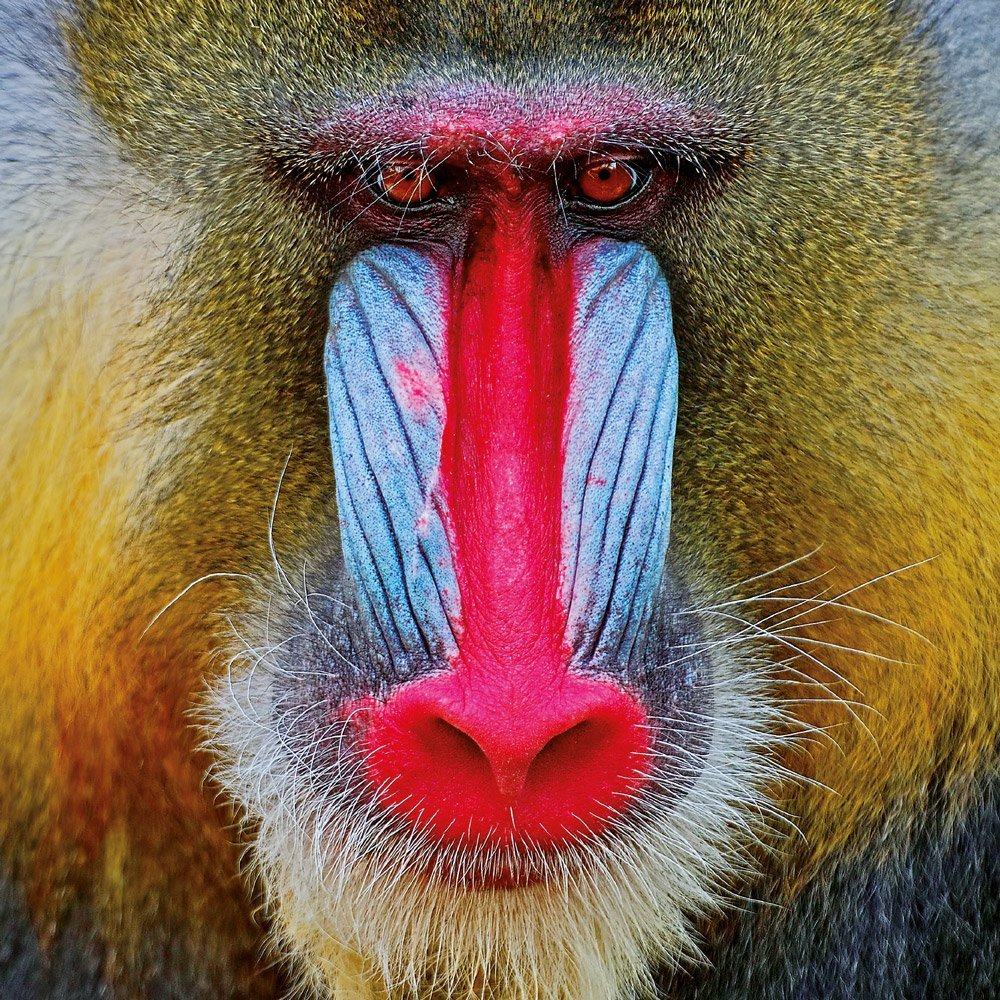 Гамадрил Люся