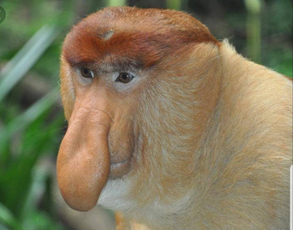 Мандрил отряд