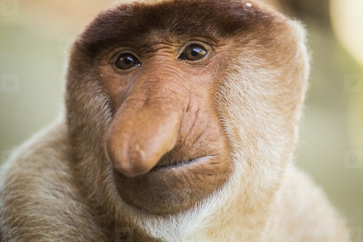 Обезьяна с хоботом