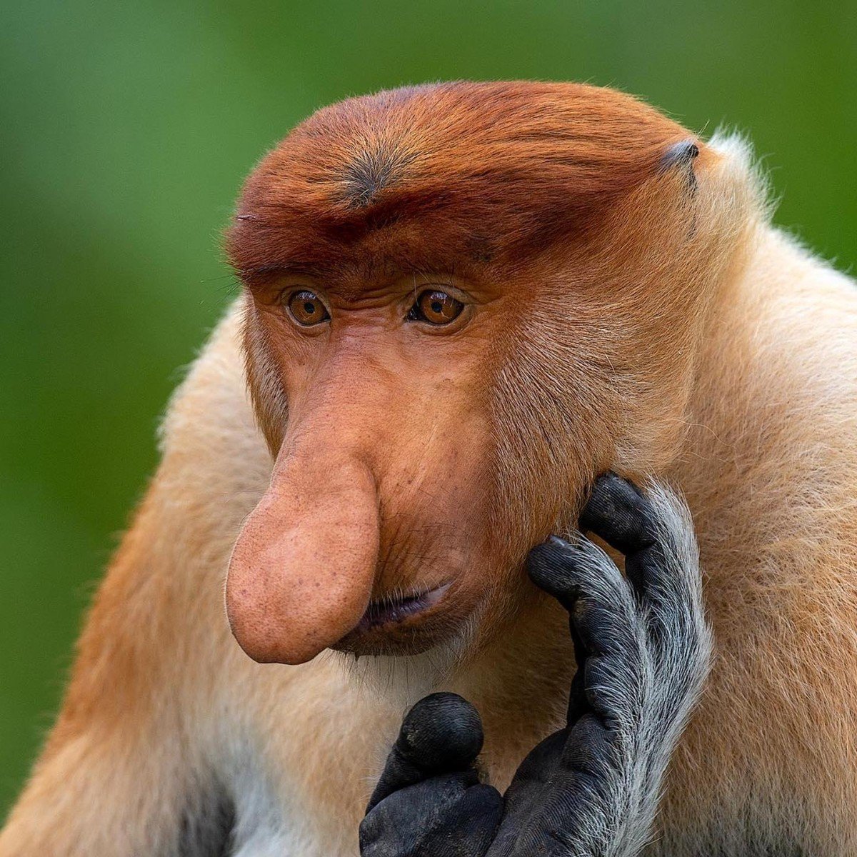 Обезьяна носач профиль