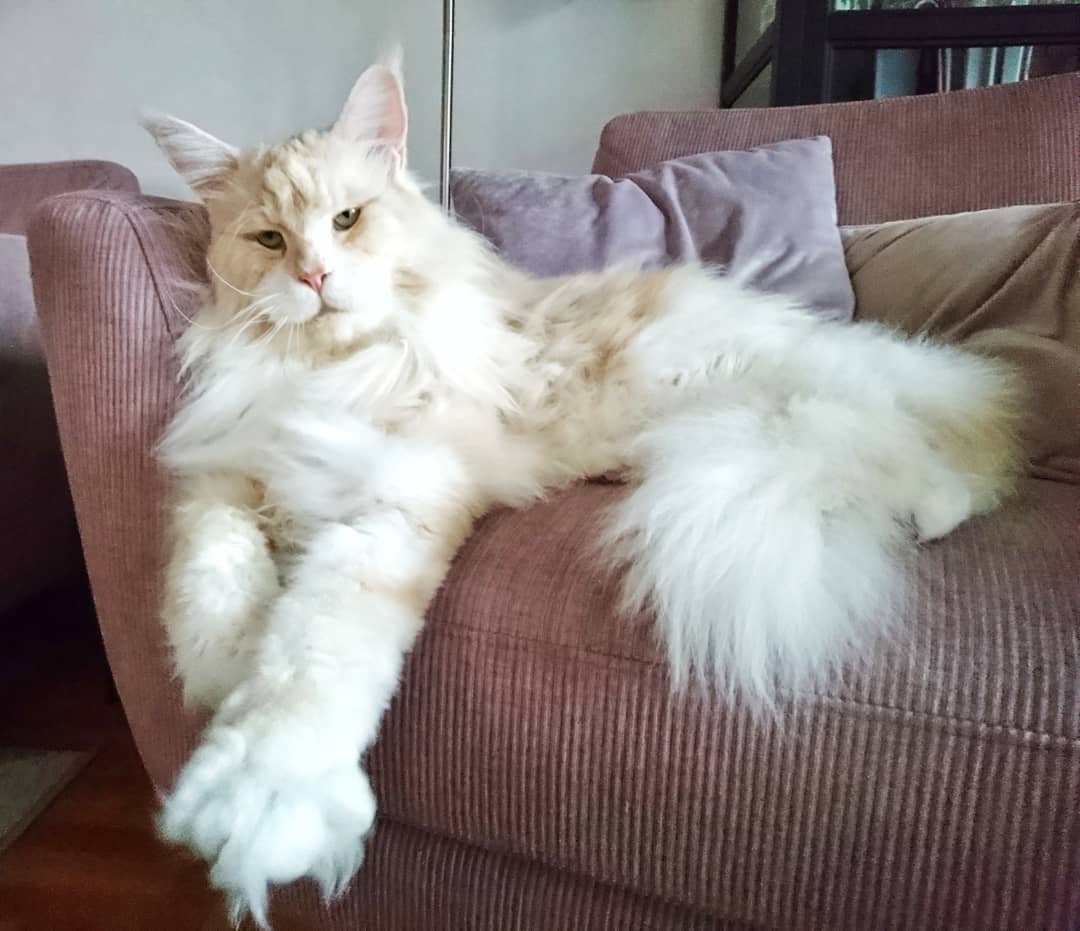 Кот и кошка Мейн кун