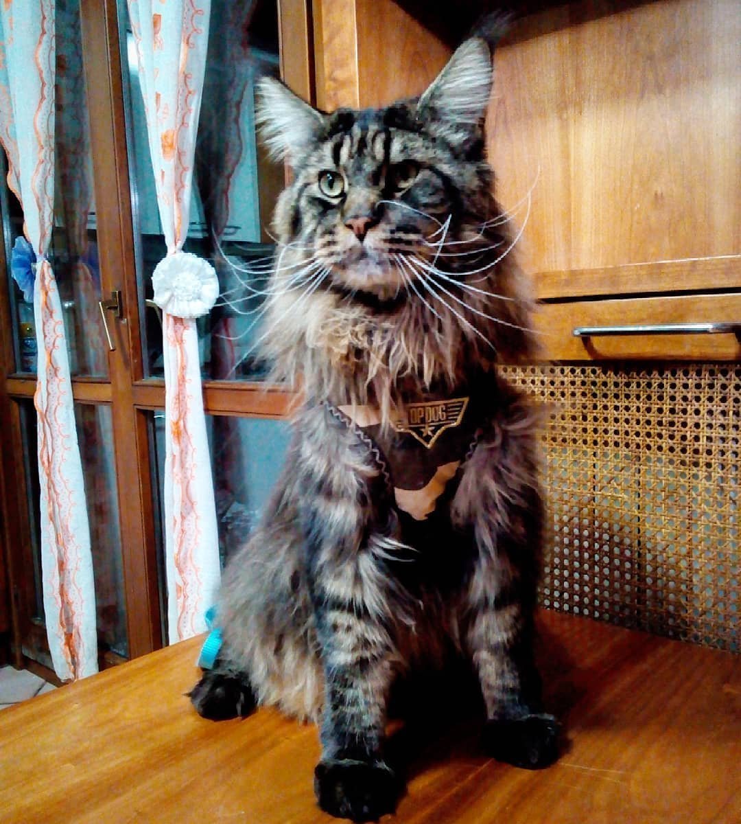 Кот Сигнус с самым длинным хвостом