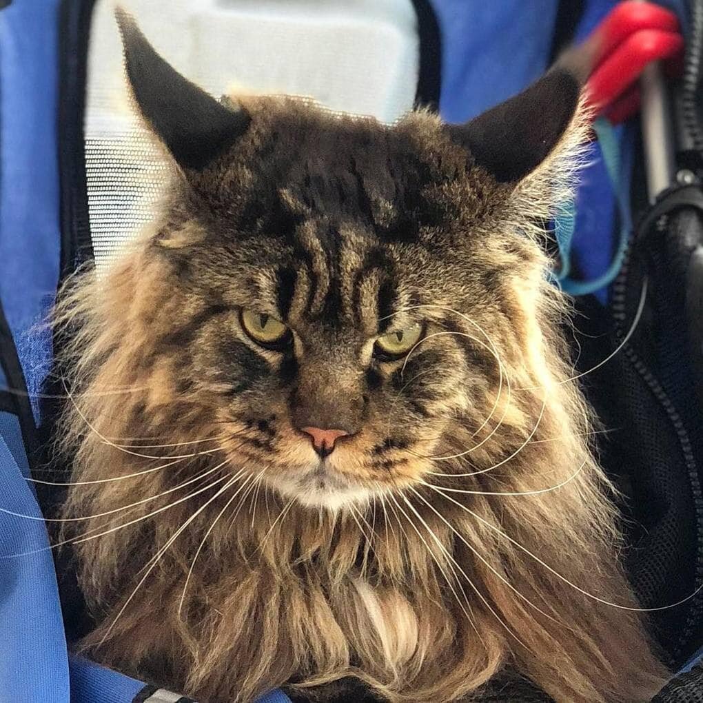 Кот Омар Мейн кун