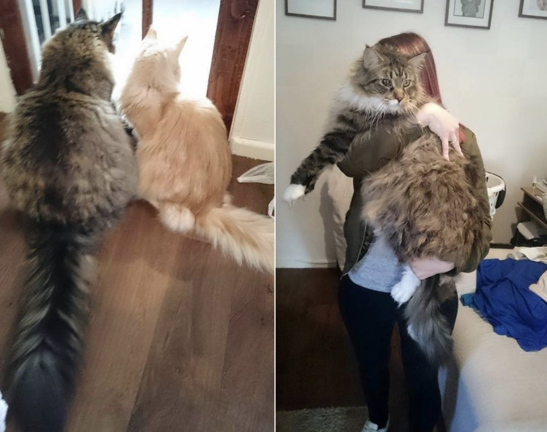 Мейн кун Самсон