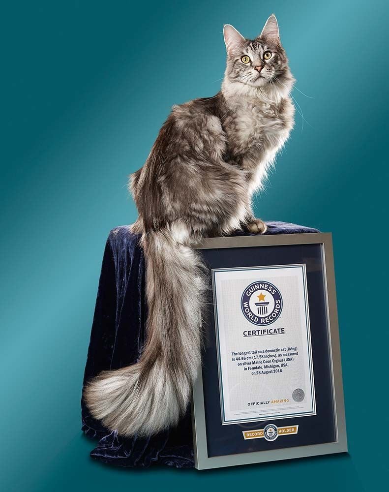 Огромный кот в квартире