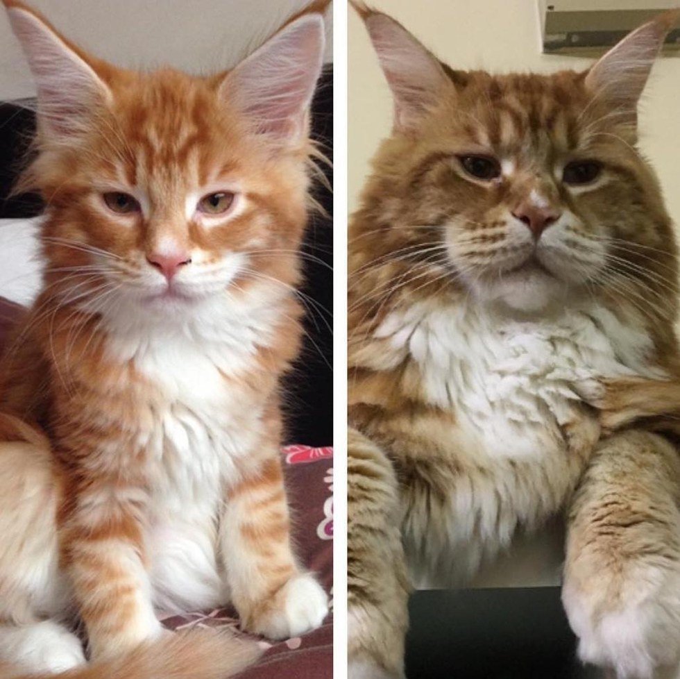 Мейн кун Лотос