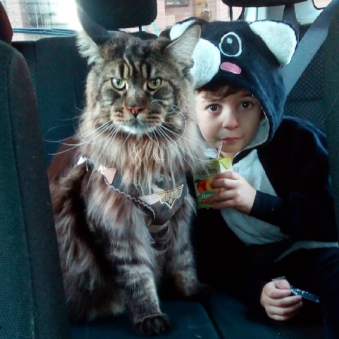 Кот Мейн кун Стьюи