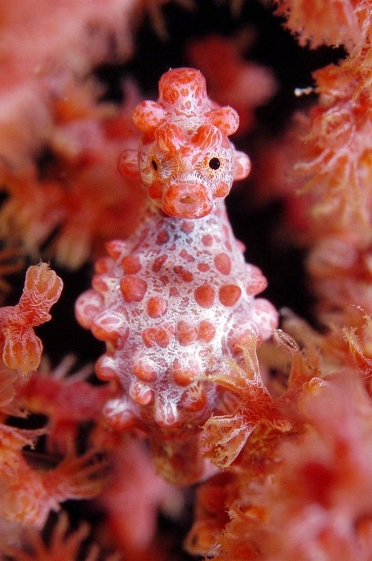 Мохнатоголовая морская собачка