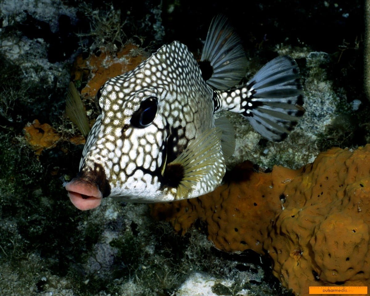 Рыба-Скорпион Эшмейера