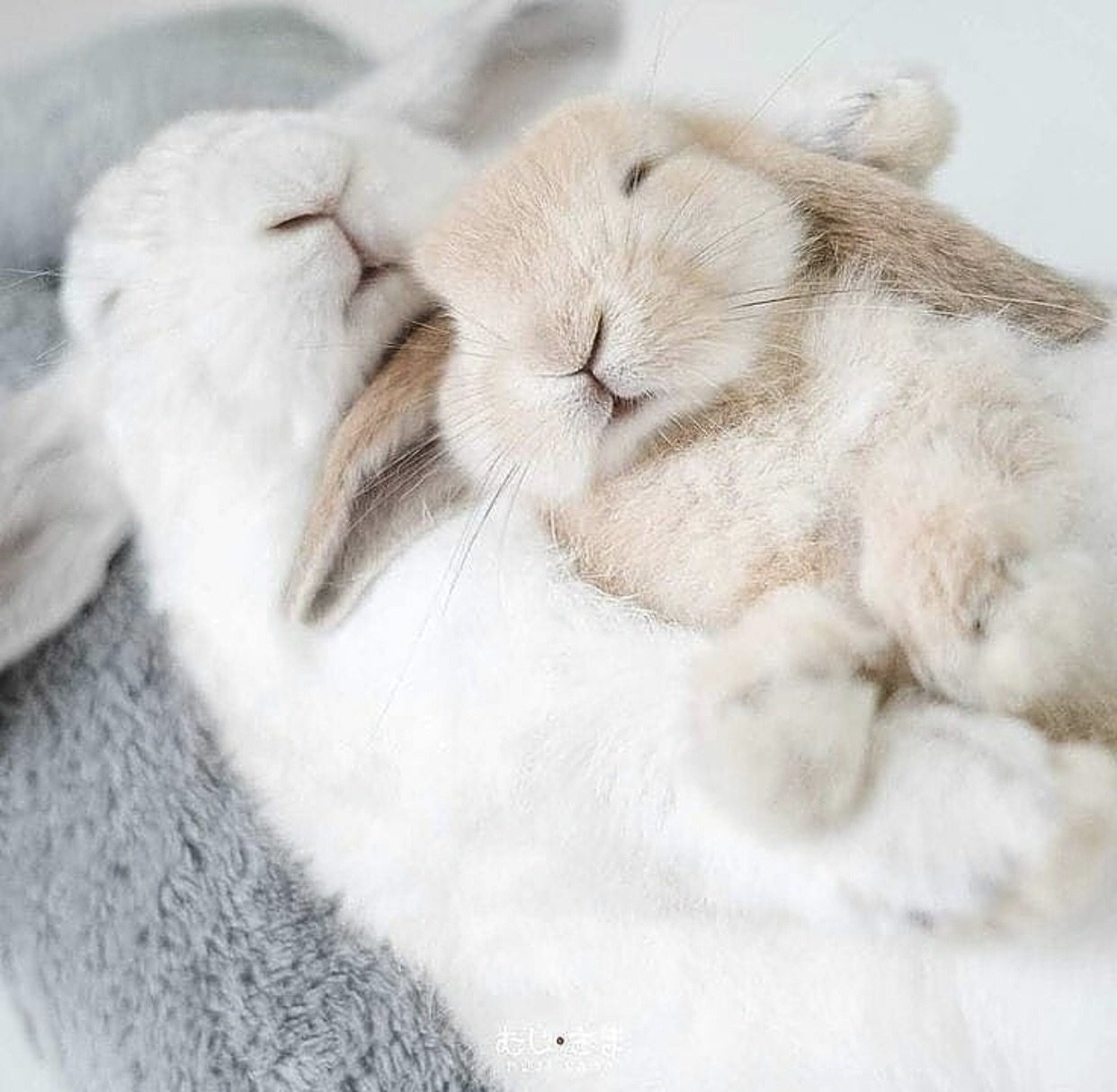 Зайчик обнимает зайчика. Спящие зайчики. Спящий кролик. Спящий зайчик.