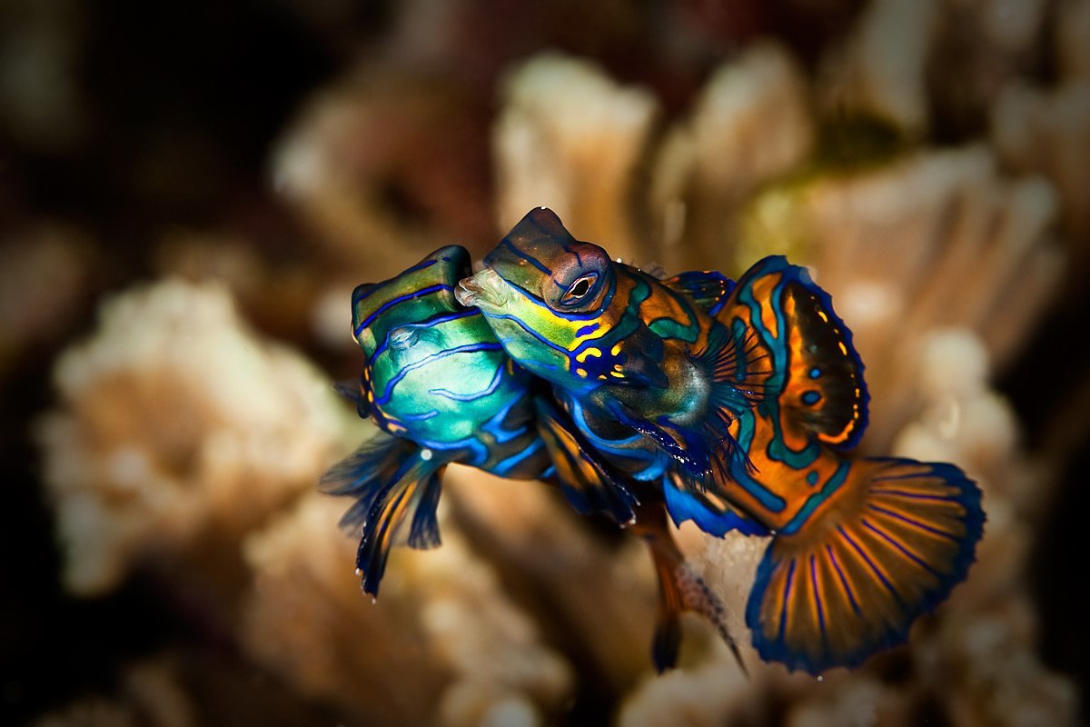 Мандаринка глазчатая рыба