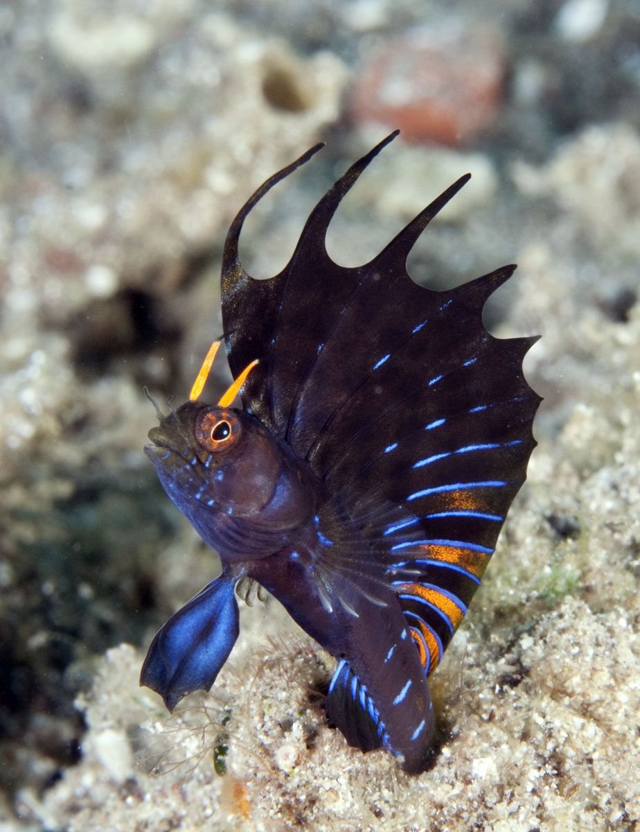 Морской СЛИЗНЯК Nembrotha cristata