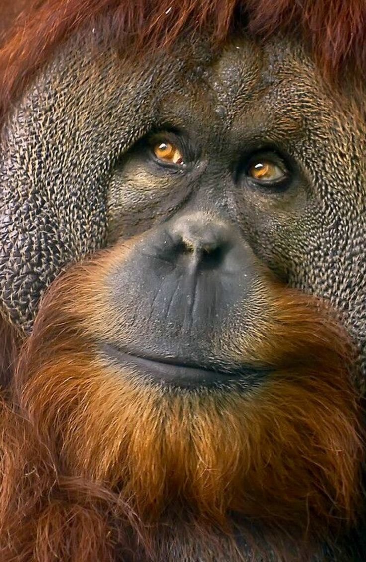 Фильм про орангутанга