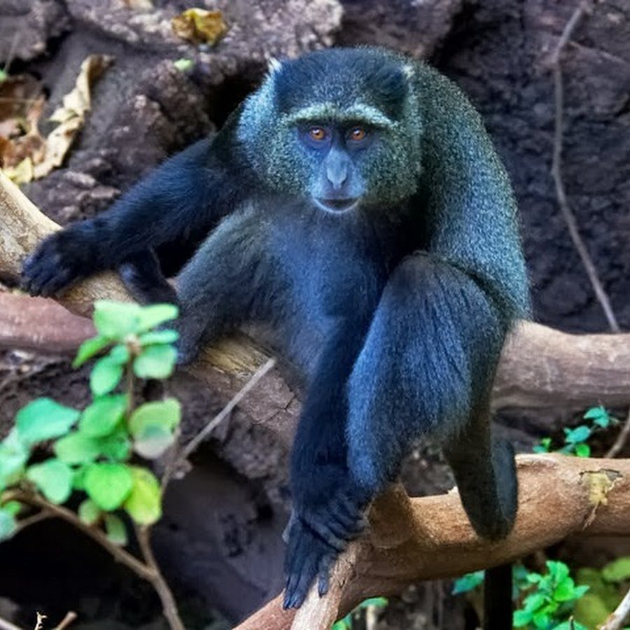 Бабуин носач