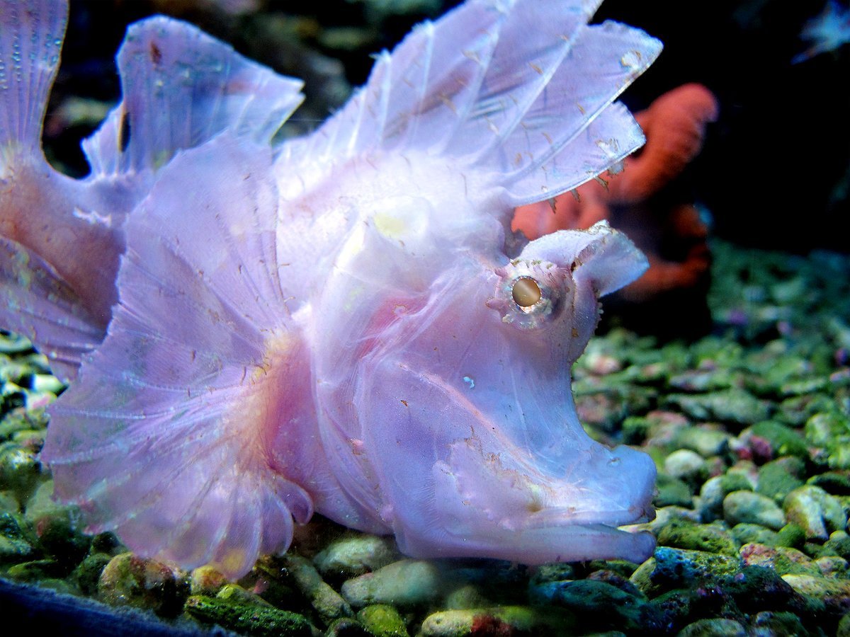 Рыба ангел Кифэра