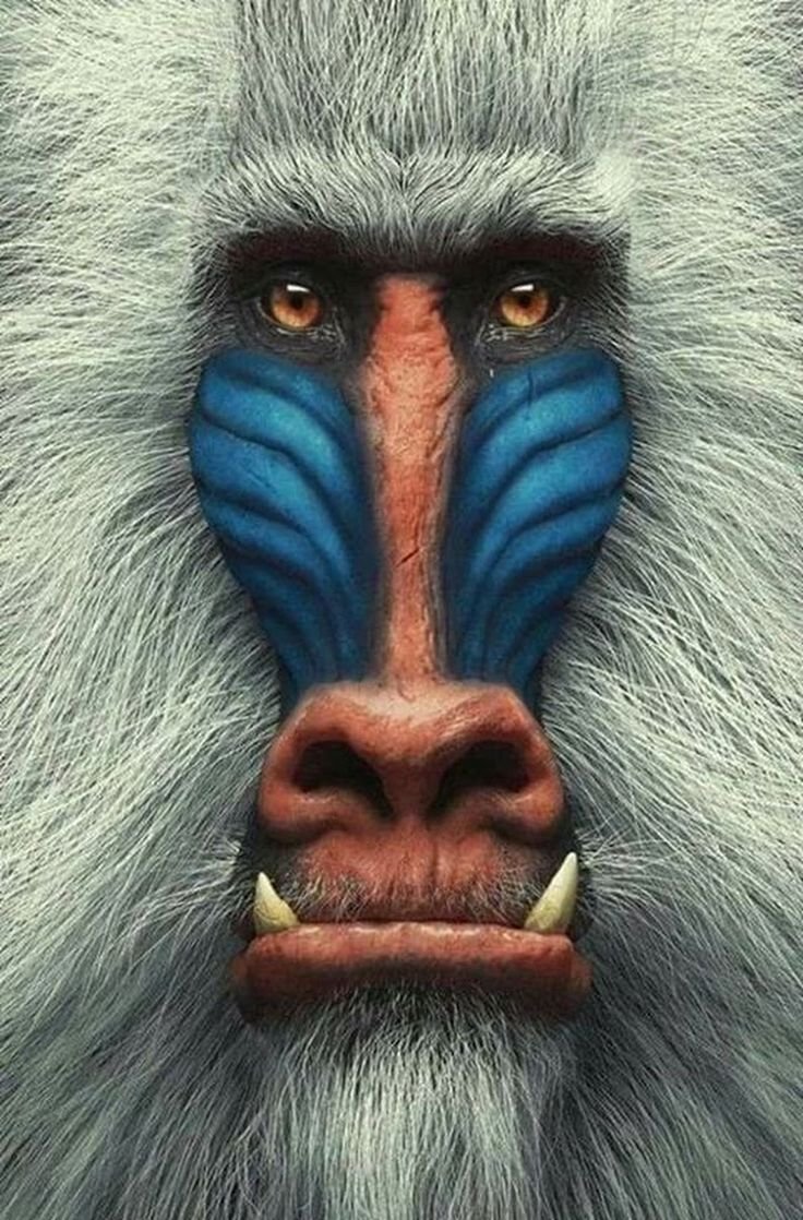 Обезьяна с голубой мордой