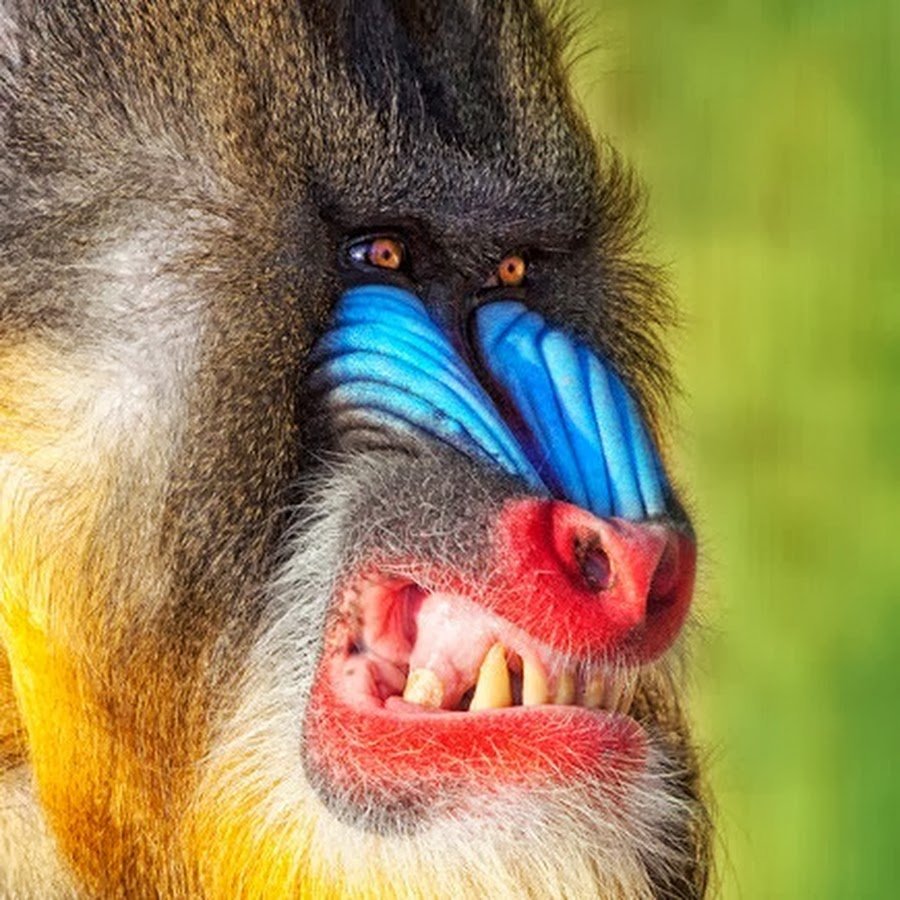 Мандрил обезьяна