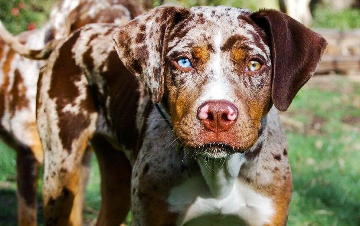 Бульдог Катахулы