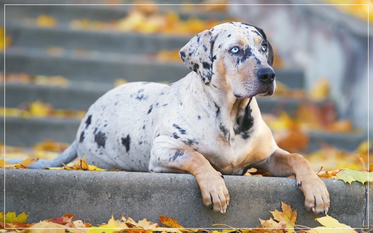 Бульдог Катахулы