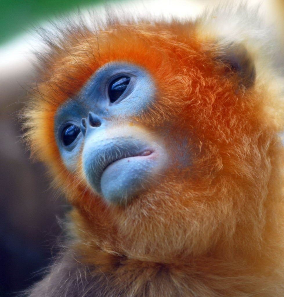 Курносая обезьяна Китай