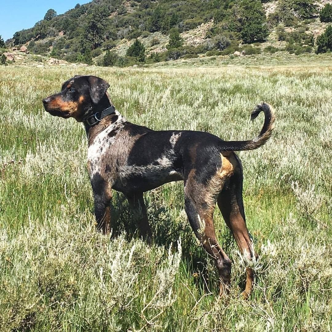 Леопардовые Катахулы