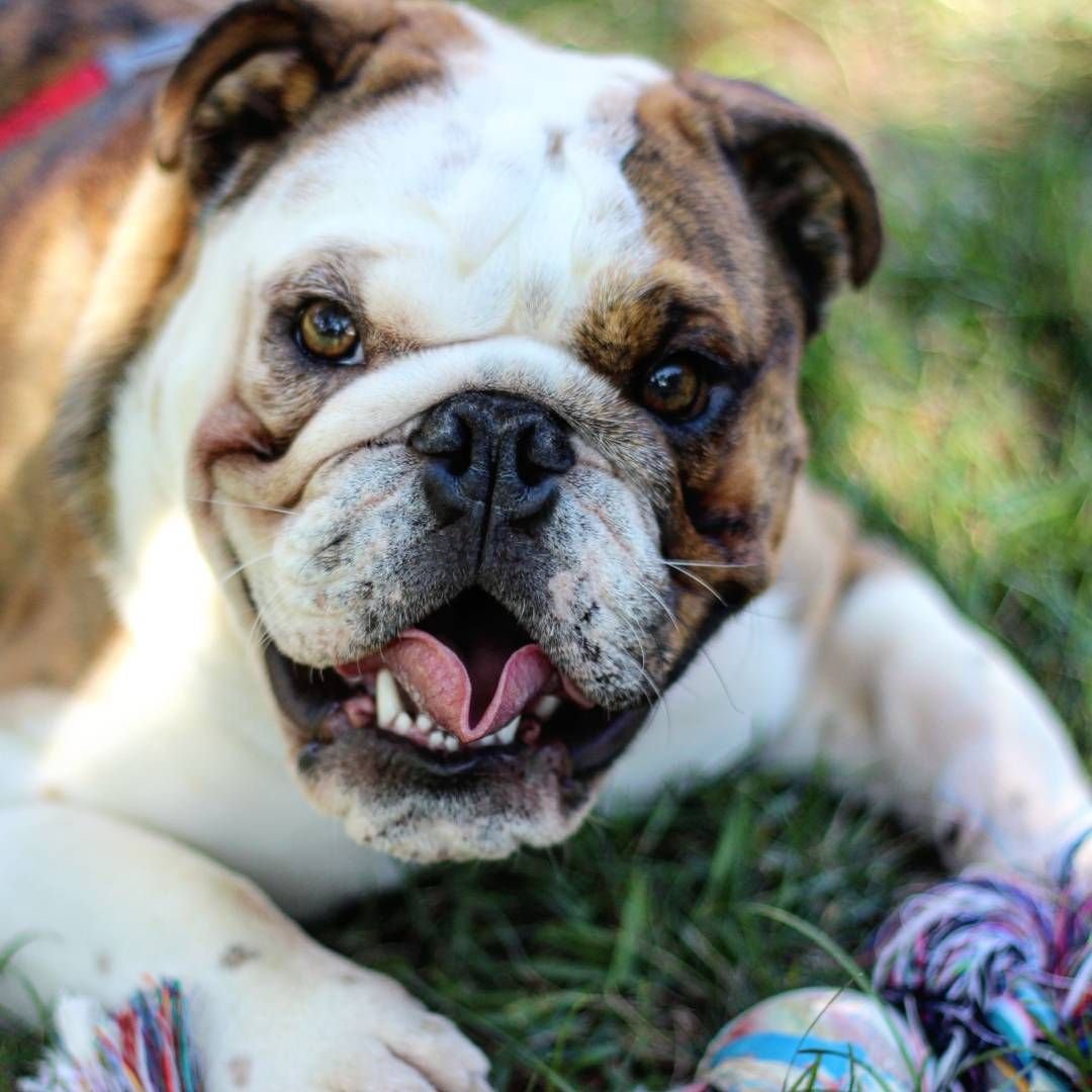 Бежевая собака