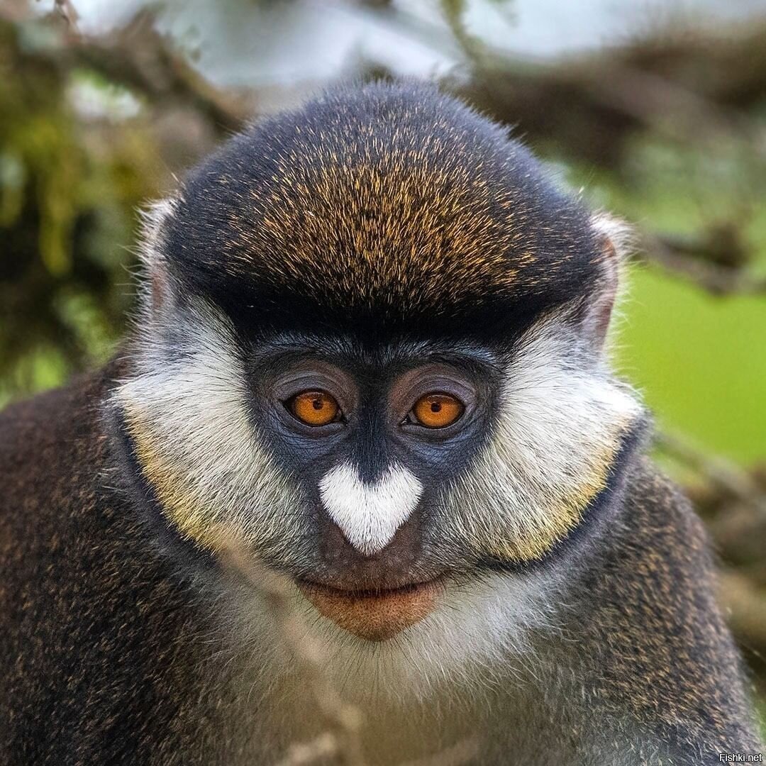 Улыбка павиана