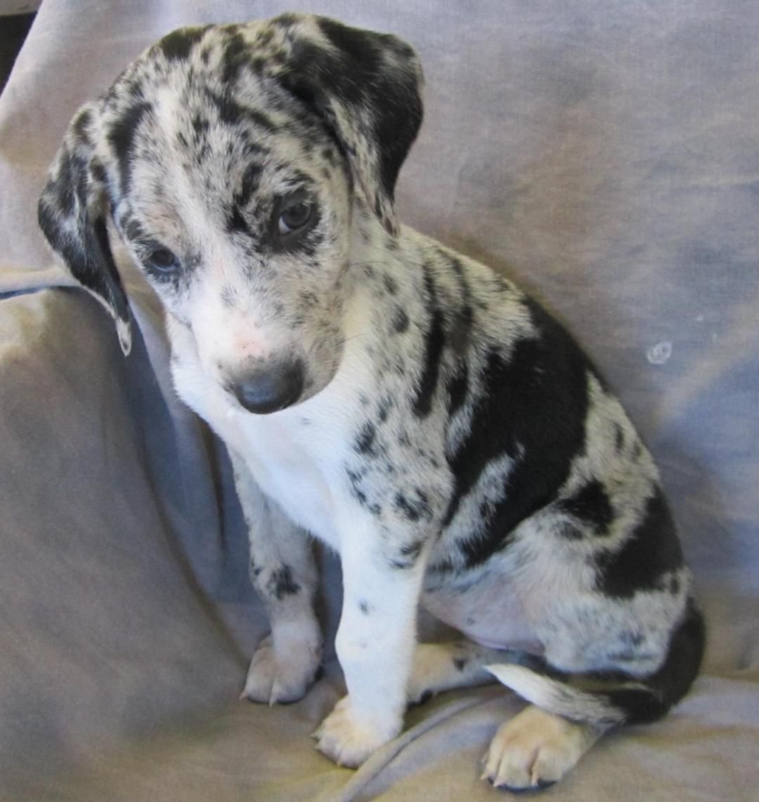 Купить щенка катахулу в Москве цена