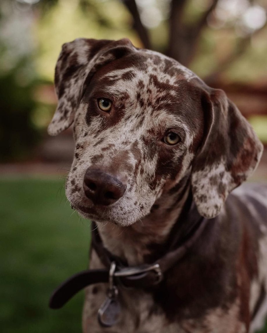 Леопардовая собака Катахулы белая