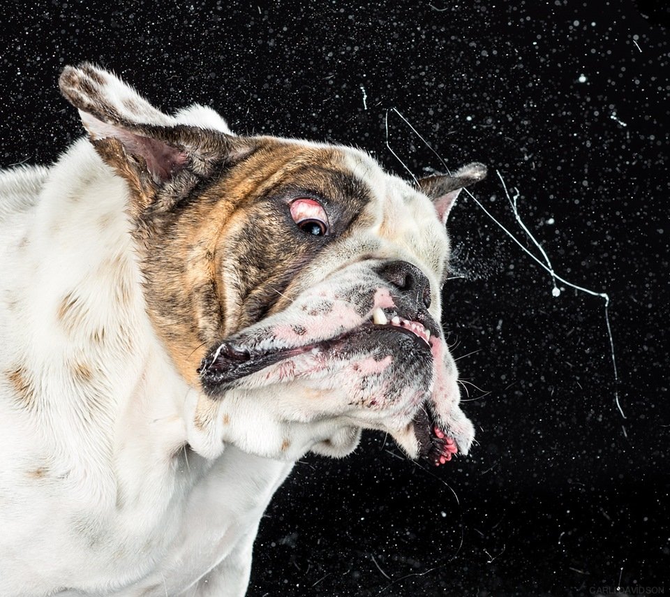 Кроссбридинг собак