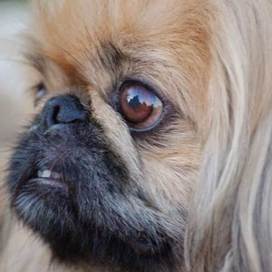 Персидская вислоухая кошка