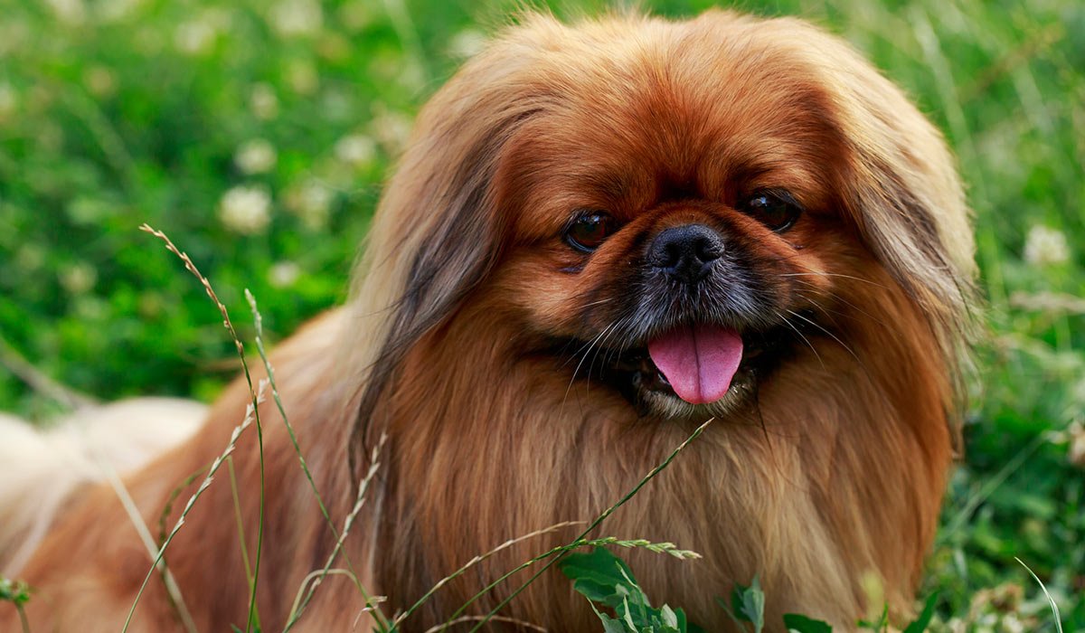 Французский бульдог щенок