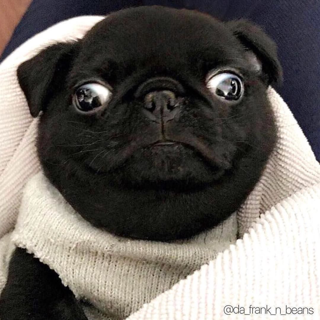 Английский бульдог породы собак