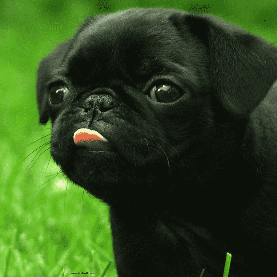 Английский Мопс