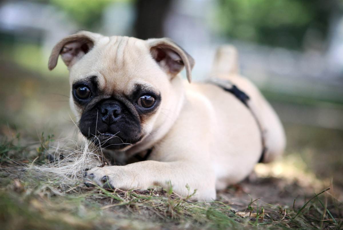 Японский Хин