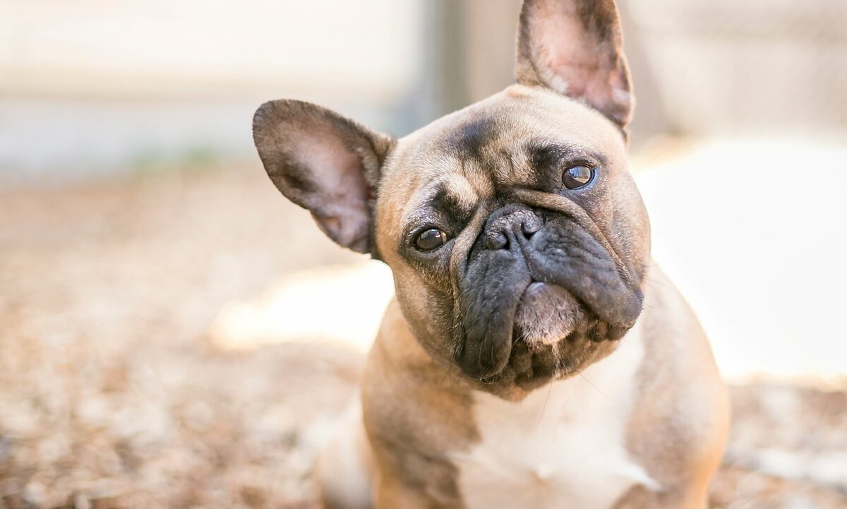 Императорский Пекинес