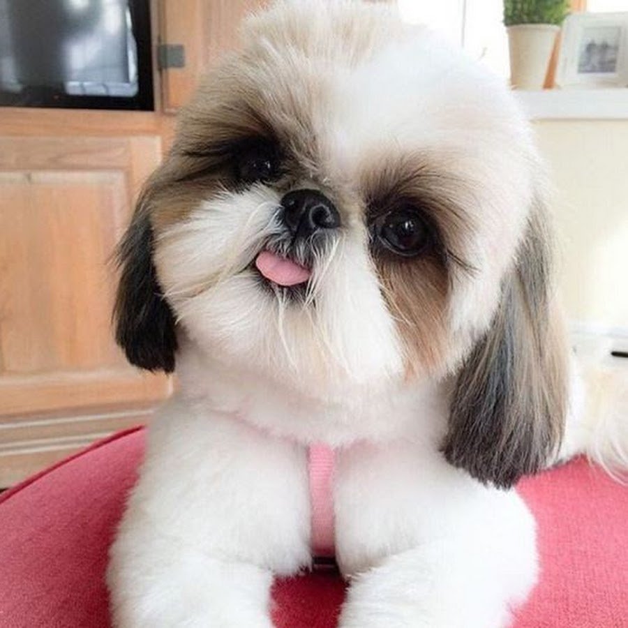 Собака с приплюснутой мордой маленькая