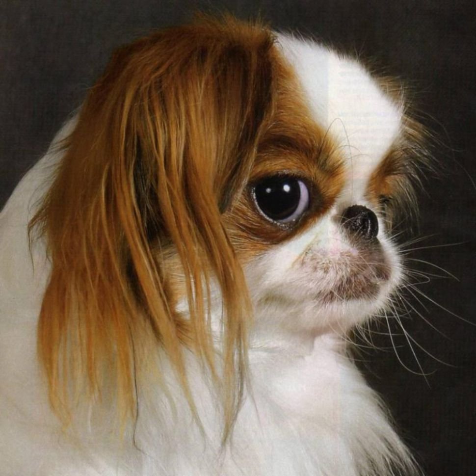 Пекинес Тайфун