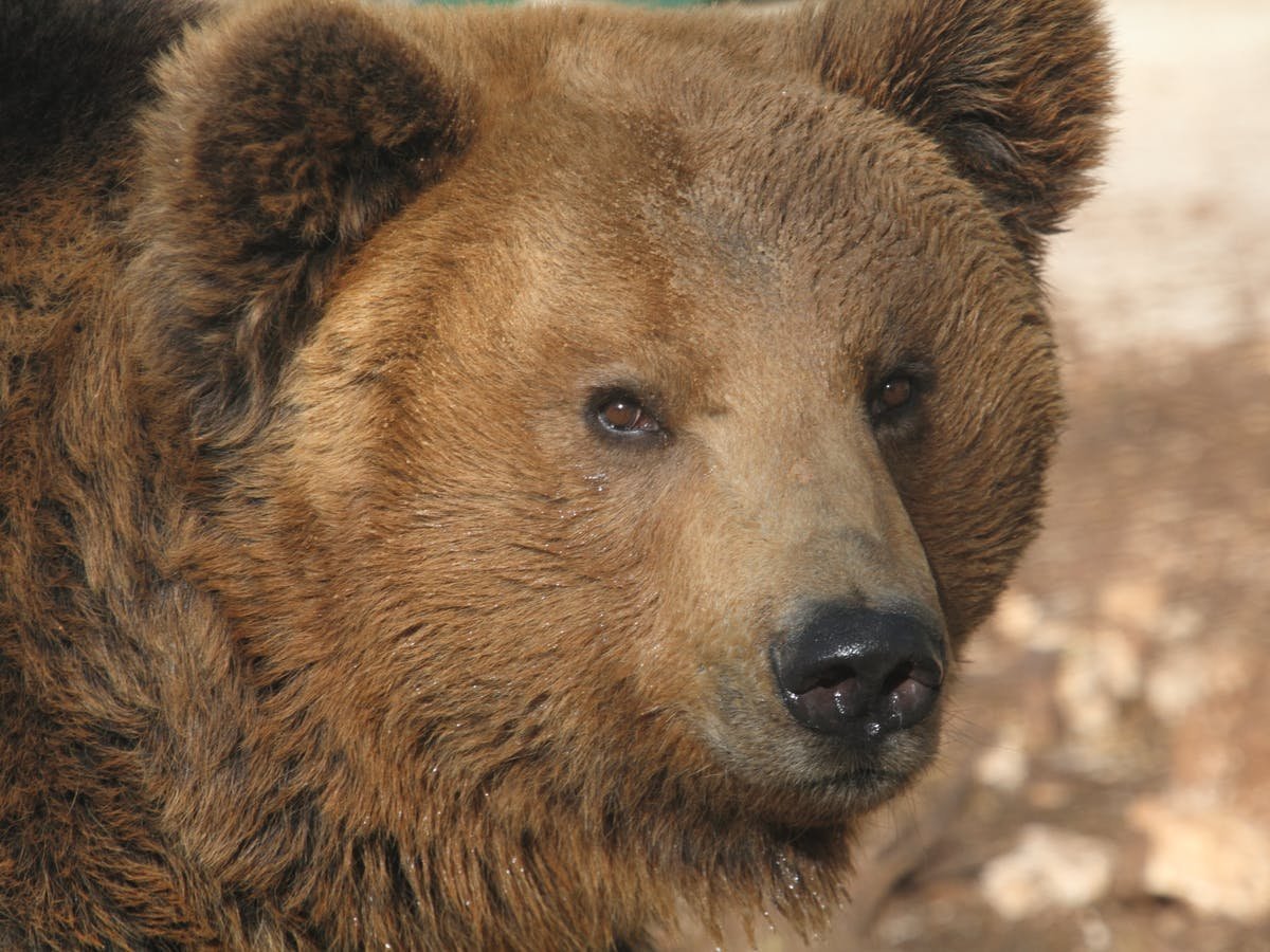 Цвет глаз медведя
