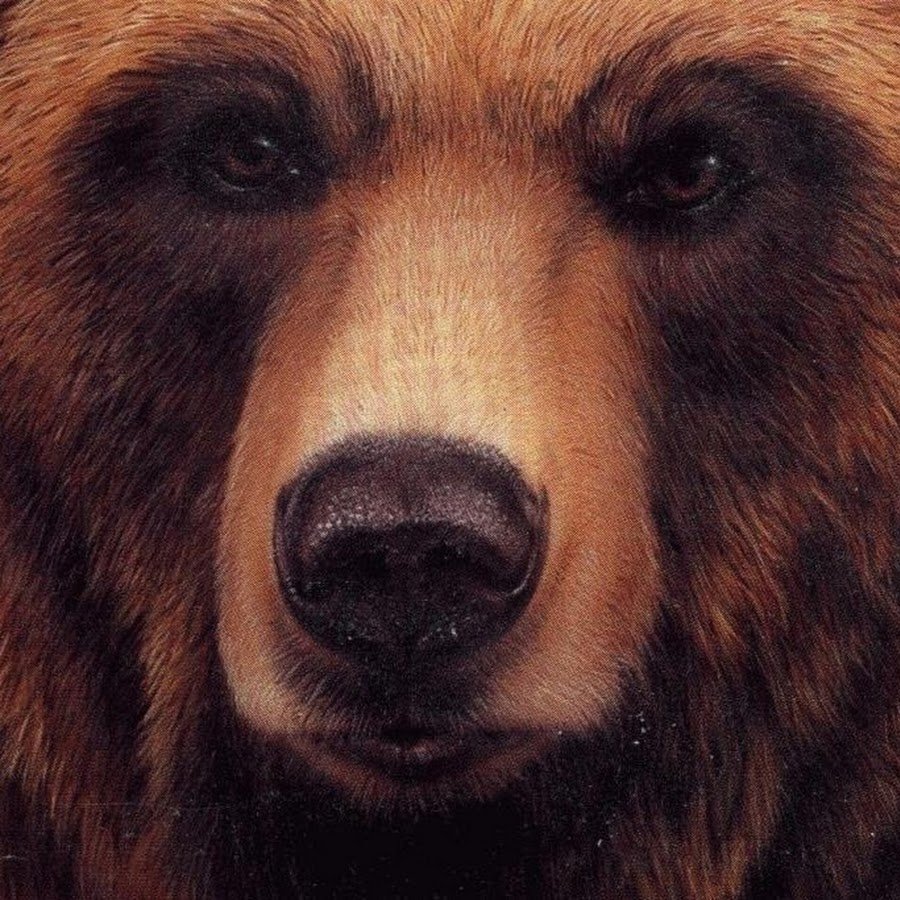 Медвежьи глаза