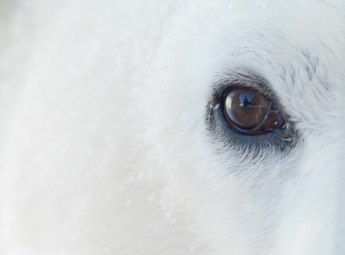 Белый Медвежонок глаза