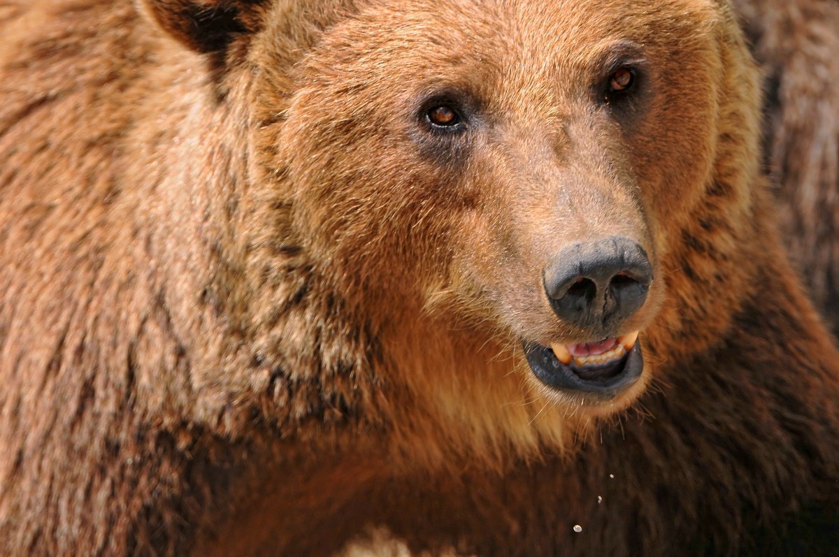 Апеннинский бурый медведь