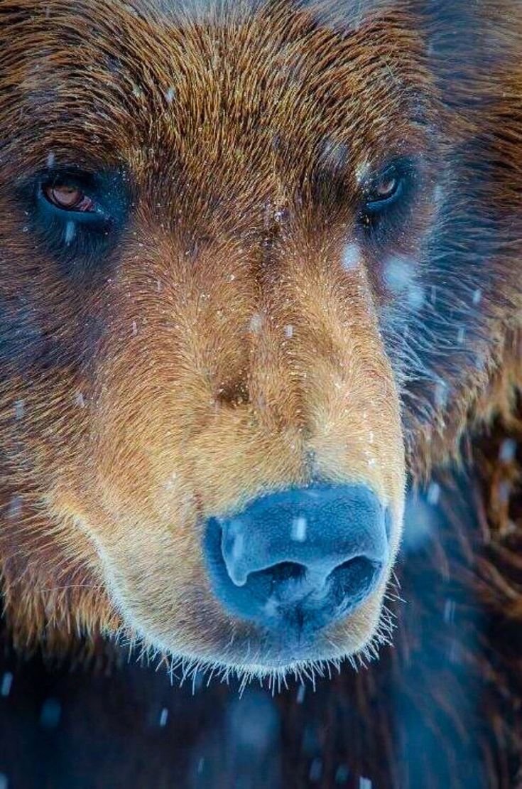 Красивая морда медведя