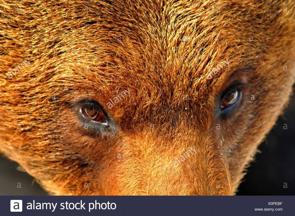 Зрачок бурого медведя