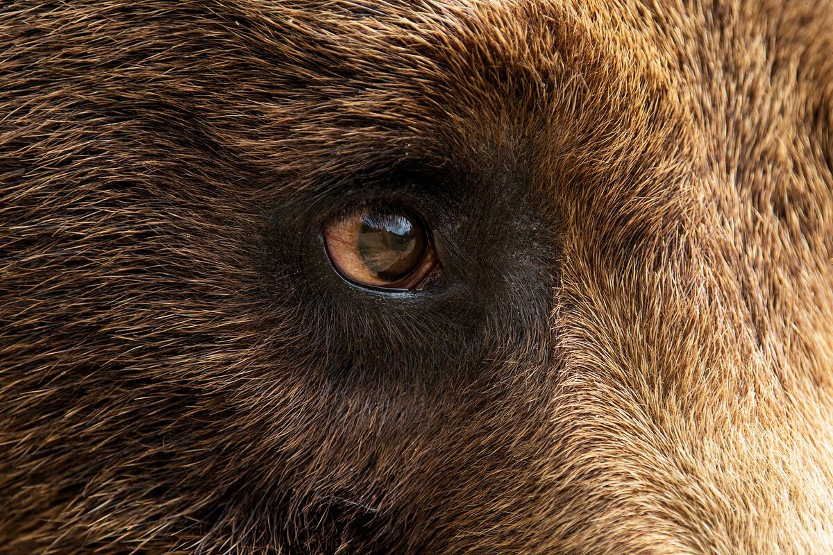 Глаза медведя